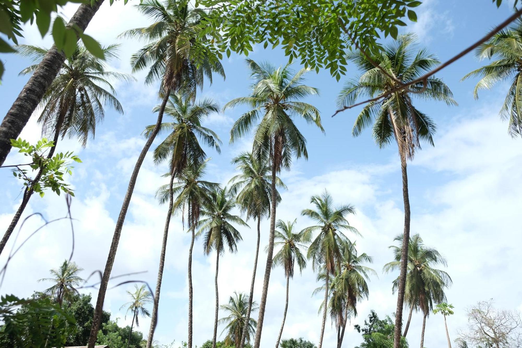 Centre Touristique Et Culturel Casamance Casa de hóspedes Diakene Ouolof Exterior foto